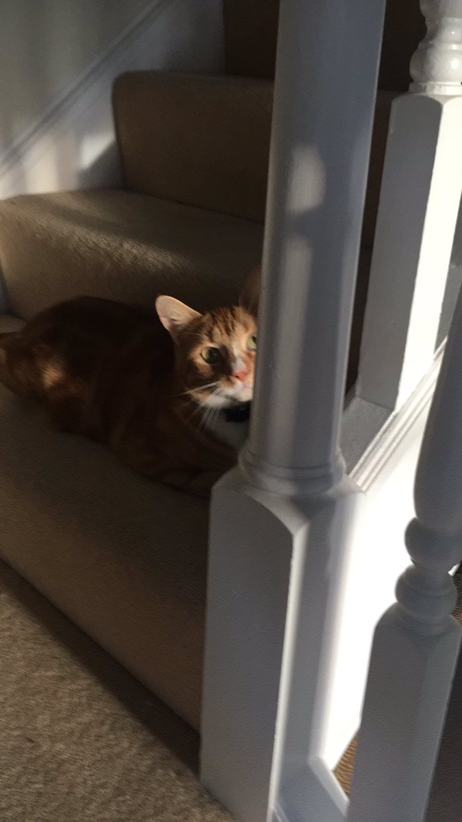 louhaley's tweet photo. Oh! So youβre home then?? #Colin2 https://t.co/S1WsDoAsXt