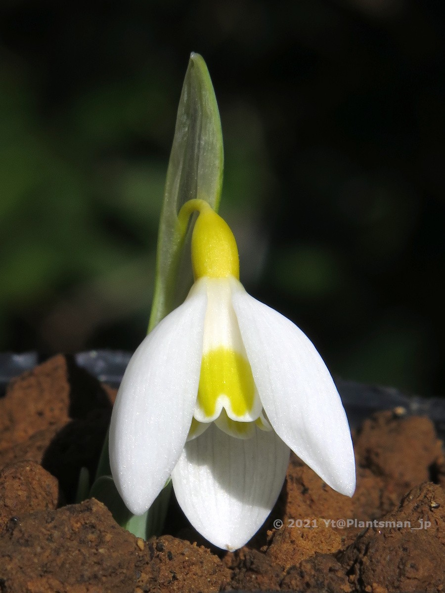 Yt Galanthus A Tiny Yellow Hybrid ガランツス スノードロップ Snowdrops Bulbs 球根 球根植物 Flowers 花 植物 園芸