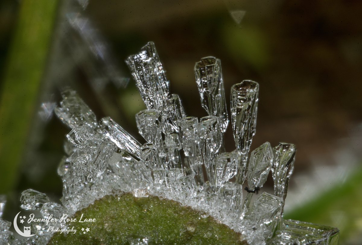 Jens_Starry_Sky's tweet photo. Frost crystals on a #macro level. Cold, but beautiful 😊💙#frost #IceCrystals #ice #winter #weather #MacroPics #SuperMacro #CloseUp #Frosty @MacroHour @ThePhotoHour @StormHour https://t.co/WhM69XB9Sw