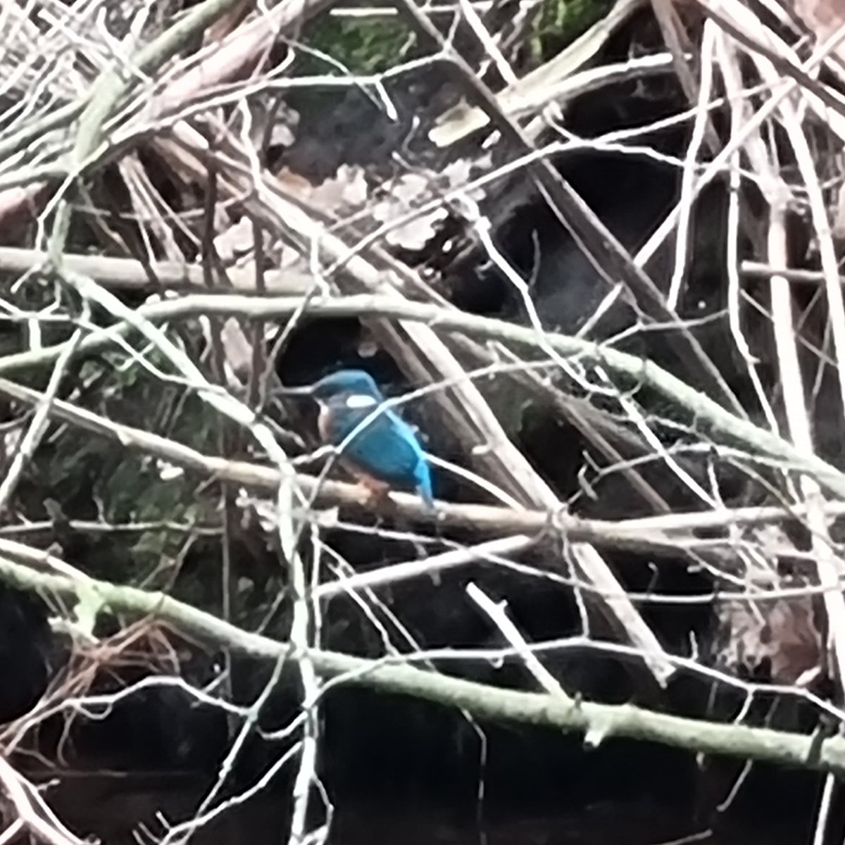 Net 'gespot' tijdens het wandelen!