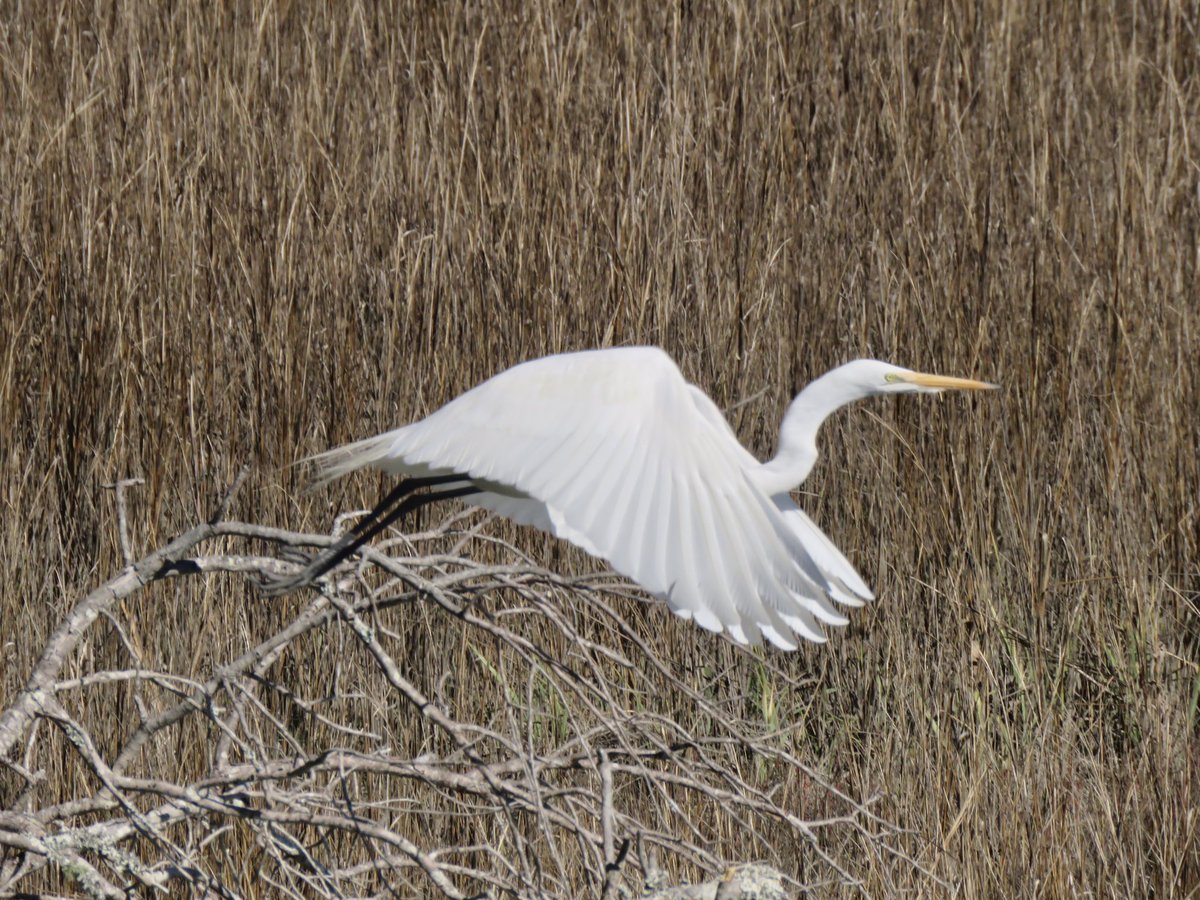 Great Egret taking flight 🙌

📸 Trails Director Tim Moore