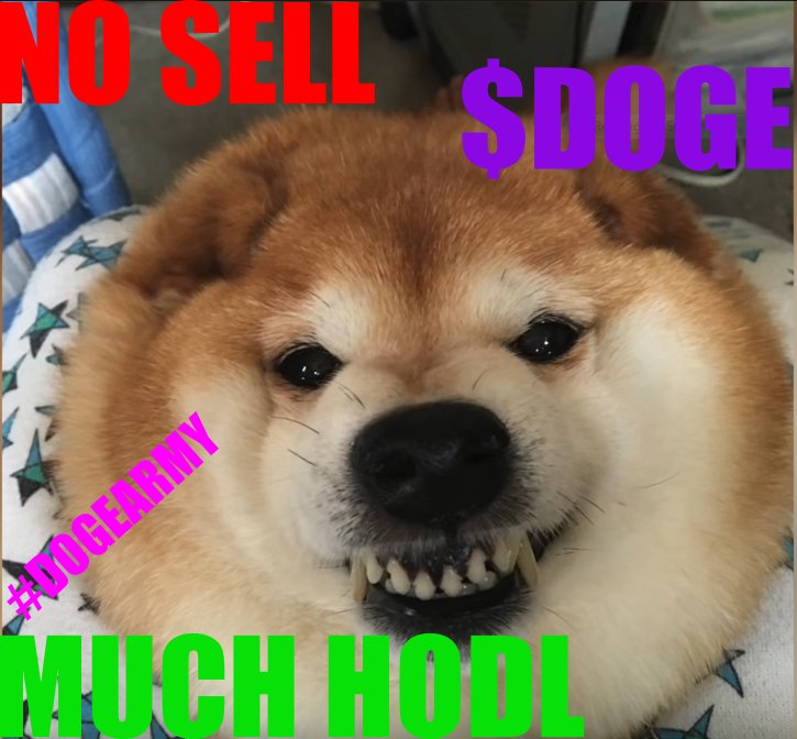 notgonnaedit's tweet photo. #dogearmy #diamondpaws ππΎ #dogecoin $doge #HODLDOGE #muchwow #suchcute https://t.co/lpkhmRMon4