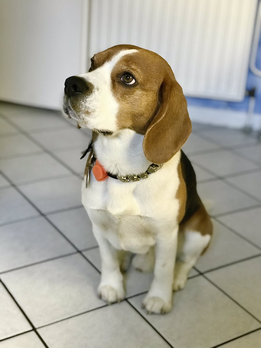 yetithebeagle's tweet image. Yeti fragt, ob er die Pfanne lecken darf. (Yeti asks if he can lick the pan.) 🍳 #beagle