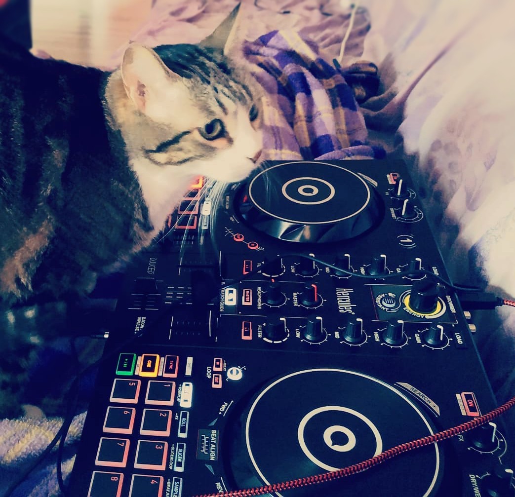 herculesaudio's tweet image. #SetUpSaturday Caption this! 😸👇 
Thanks @carrot_dj on Instagram for this pic of your DJ Cat. 🙌 Share your set-up with us too!
#HerculesDJ #DJControlInpulse300 #DJCoontroller #DJlife #Music #Djgear #Djuced #musiclover