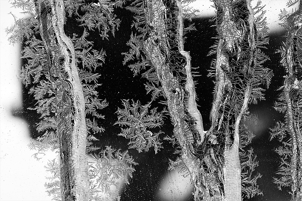 FONAMAD's tweet photo. 2º clasificado en el concurso mensual @FONAMAD
Enero 2021- Blanco y Negro: "Árboles de hielo y hojas de cristales" de Juan Manuel Cabello #naturaleza #fotografiadenaturaleza #fonamad #blackandwhitephotography https://t.co/9QlwprqX9v