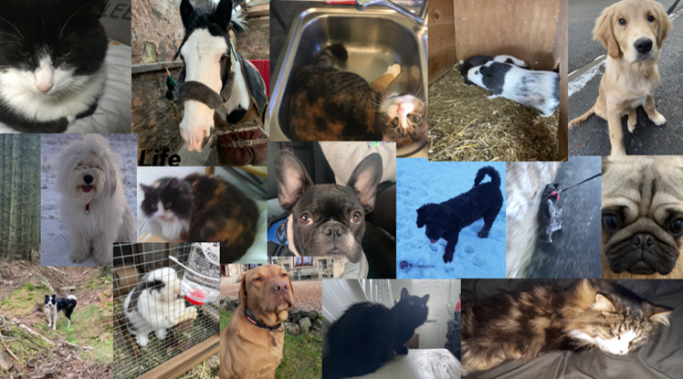 InverurieHT's tweet photo. 1.3 & 1.5 were asked to take pictures representing the cycle of life - and many chose to show pictures of their pets to demonstrate this - our pets can be a real source of companionship during lockdown #lockdownpets #widerteaminver #stayinghealthy #humanities https://t.co/uh1pIGlXBx
