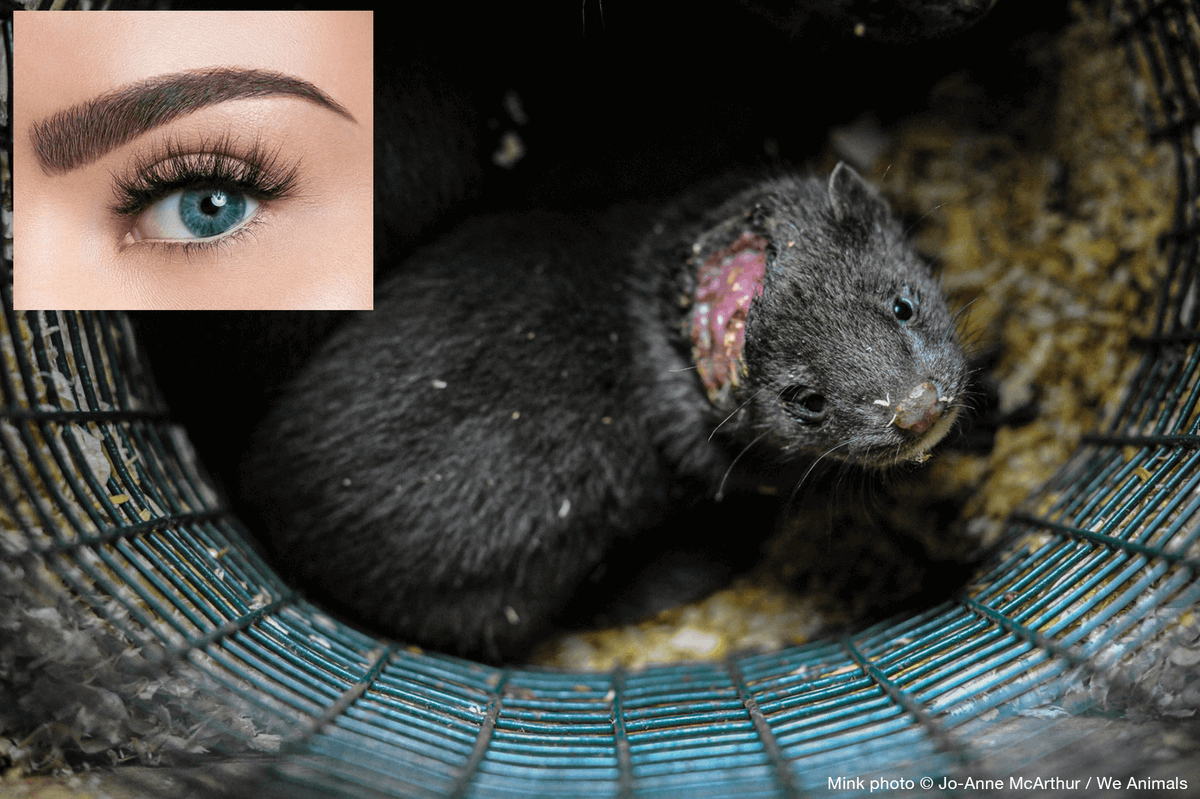 PETA France tweet media