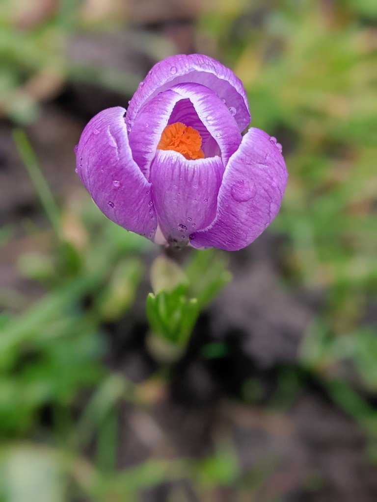 WildflowerUrban's tweet image. Wonderful bright Crocus. The UK has no native #Crocus species, any you see will have been introduced and planted by hand at some point. This one was popping up on a road verge near the town centre.

#RoadVerges #townflowers #urbanflowers