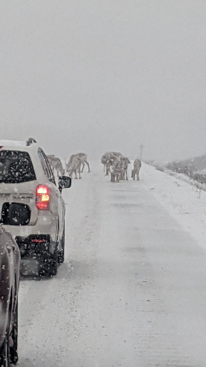 Be careful travelling just east of Deer Lake. The salt licking crew are out in full force.
#nltraffic 
<a href="/EddieSheerr/">Eddie Sheerr</a> 
@DonBradshawNTV 
<a href="/NTVNewsNL/">NTV News</a>