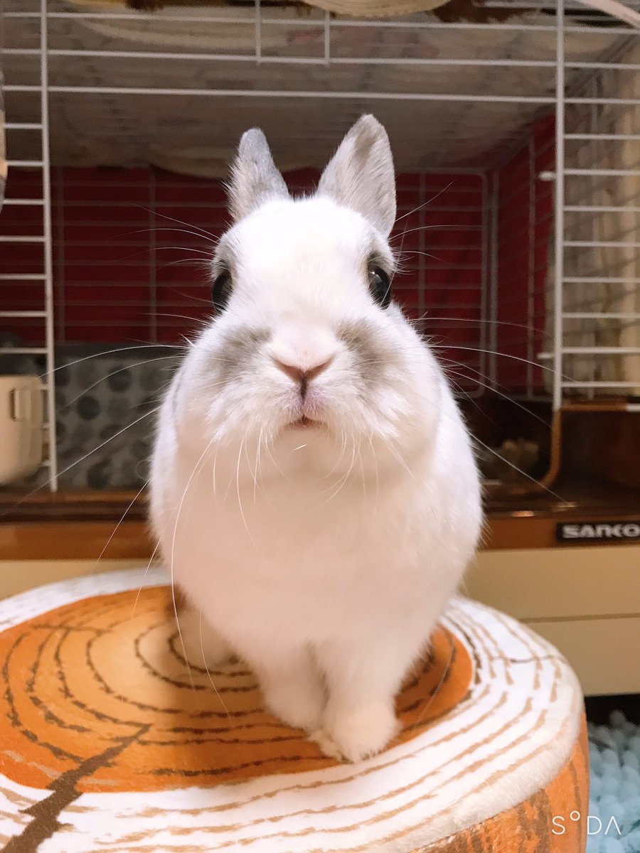 おうちの可愛いもふもふちゃんの名前の由来を教えて Twitter Search