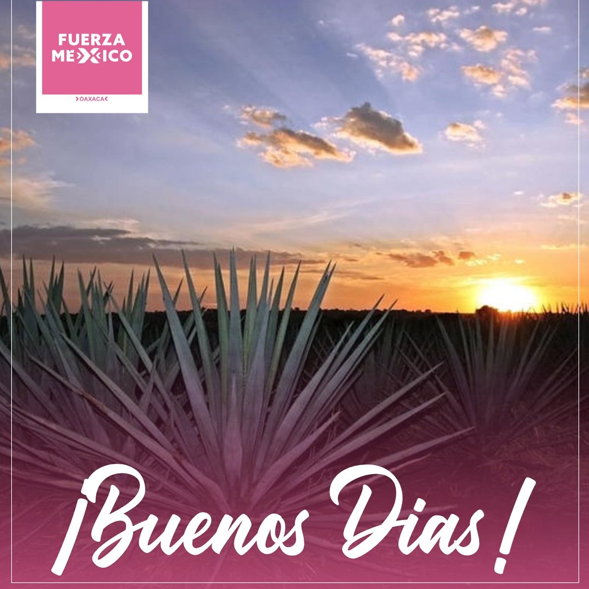 PorZimatlan's tweet photo. Oaxaca se está pintando de Rosa!!! Y en Zimatlán la Fuerza por México está presente.
Tu también pintate de Rosa!!!
#FuerzaPorMexico #FuerzaPorOaxaca #FuerzaPorZimatlan #progreso #trabajo #inlcusion #somosrosas https://t.co/nFQn8WG26h