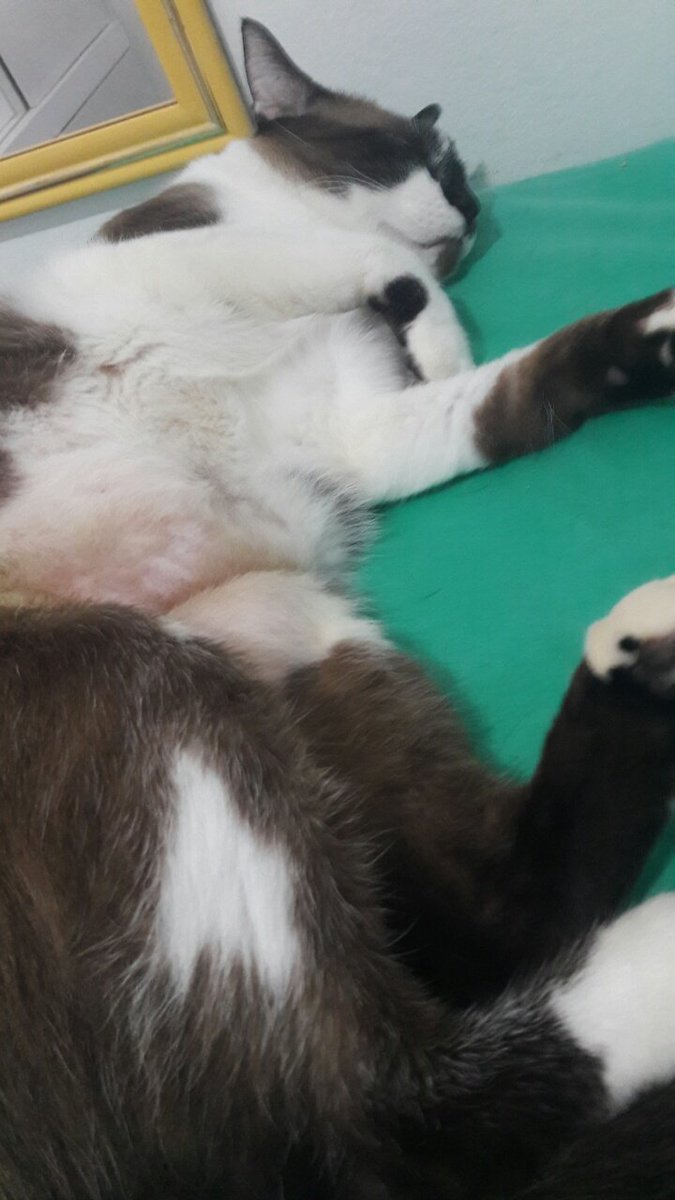 AdenilceJesus's tweet photo. Jesse chegou a pouco do veterinario p novos exames agora aqui na cama da mae ben folgado.Ajude o jesse doe p cirugia qualquer valor e compartilhe c seus amigos https://t.co/BLGvRFc0fv
