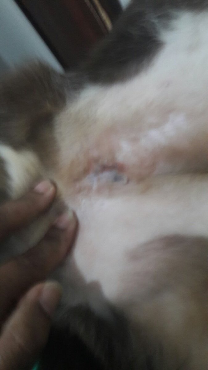 AdenilceJesus's tweet photo. jesse fez penectomia tiraram o penis dele e por aqui ele urina .Jesse sofre de infeccoes urinaria recorrente.agora precisa de uma nova cirugia p retira calculos da bexiga p deixa de sangra.AJUDEN SALVA O JESSE https://t.co/WBrZPV2pdT