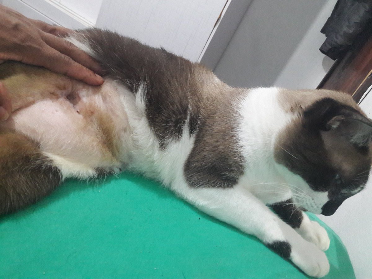 AdenilceJesus's tweet photo. jesse fez penectomia tiraram o penis dele e por aqui ele urina .Jesse sofre de infeccoes urinaria recorrente.agora precisa de uma nova cirugia p retira calculos da bexiga p deixa de sangra.AJUDEN SALVA O JESSE https://t.co/WBrZPV2pdT