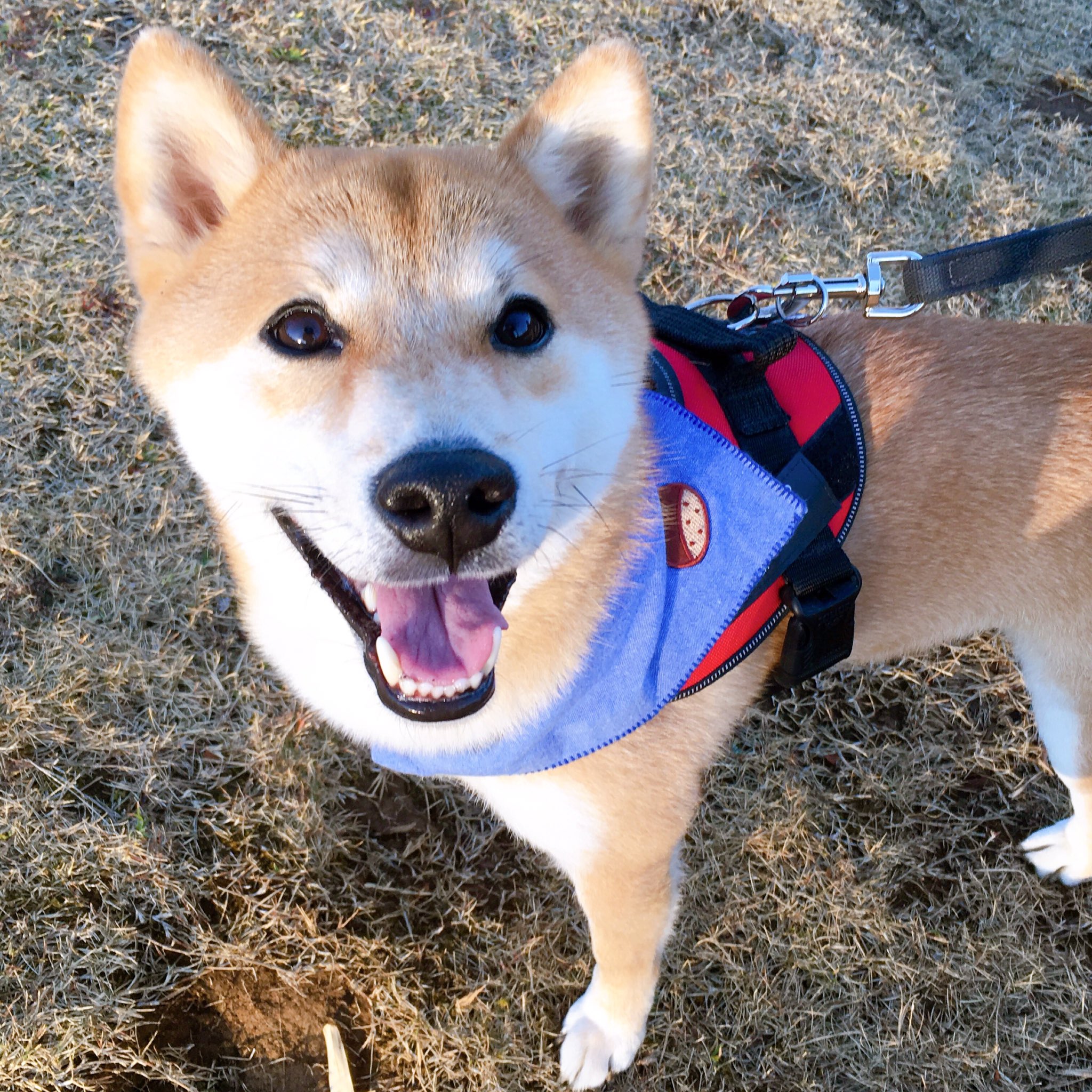 すずき栗太郎 散歩中の一コマ こうして散歩中にアイコンタクトをとってくれるようになるとは とは言え まだたまに見てくれる程度ですが わが家に来た頃は考えられなかったなあ お散歩楽しいね って言ってくれてるみたいで嬉しいよ