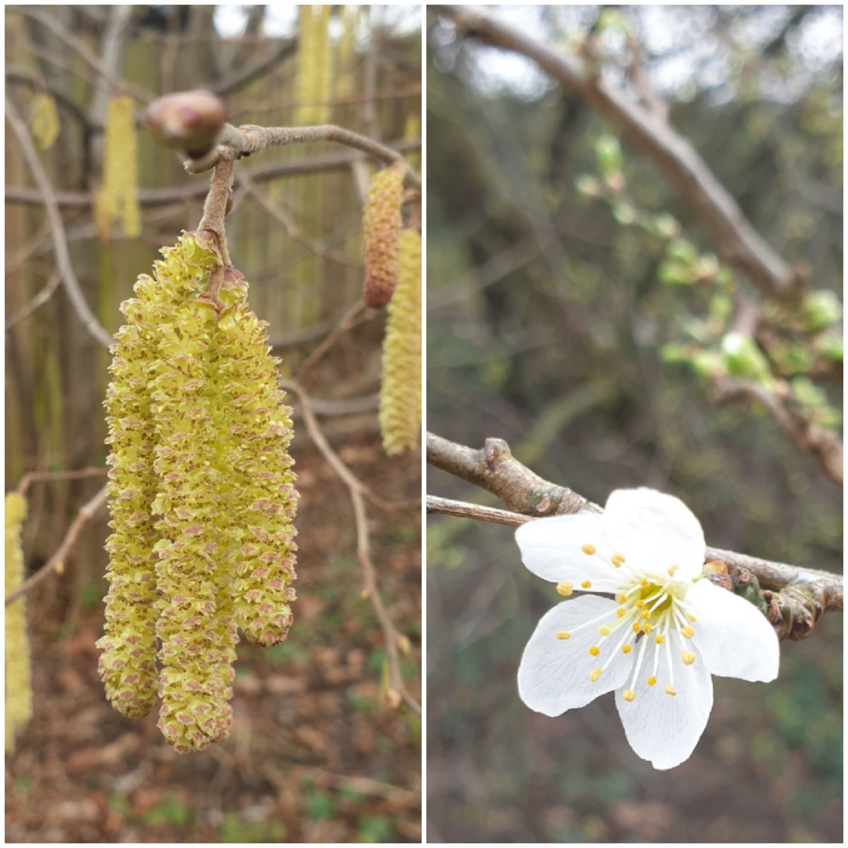 First signs of #spring <a href="/mountsfieldpark/">Mountsfield Park</a> #wildflowerhour <a href="/Britnatureguide/">The British Nature Guide</a> <a href="/BSBIbotany/">BSBI: Botanical Society of Britain & Ireland</a> <a href="/LondonNPC/">London National Park City*</a> #London #nature #buds #catkins