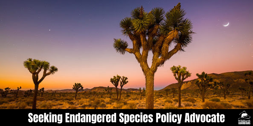 Here's your chance to join the WildEarth Guardians team to help #StopExtinction. We're hiring an Endangered Species Policy Advocate to serve as our expert on the Endangered Species Act to save imperiled species like the Joshua tree: wildearthguardians.org/about-us/caree… #WeAreGuardians