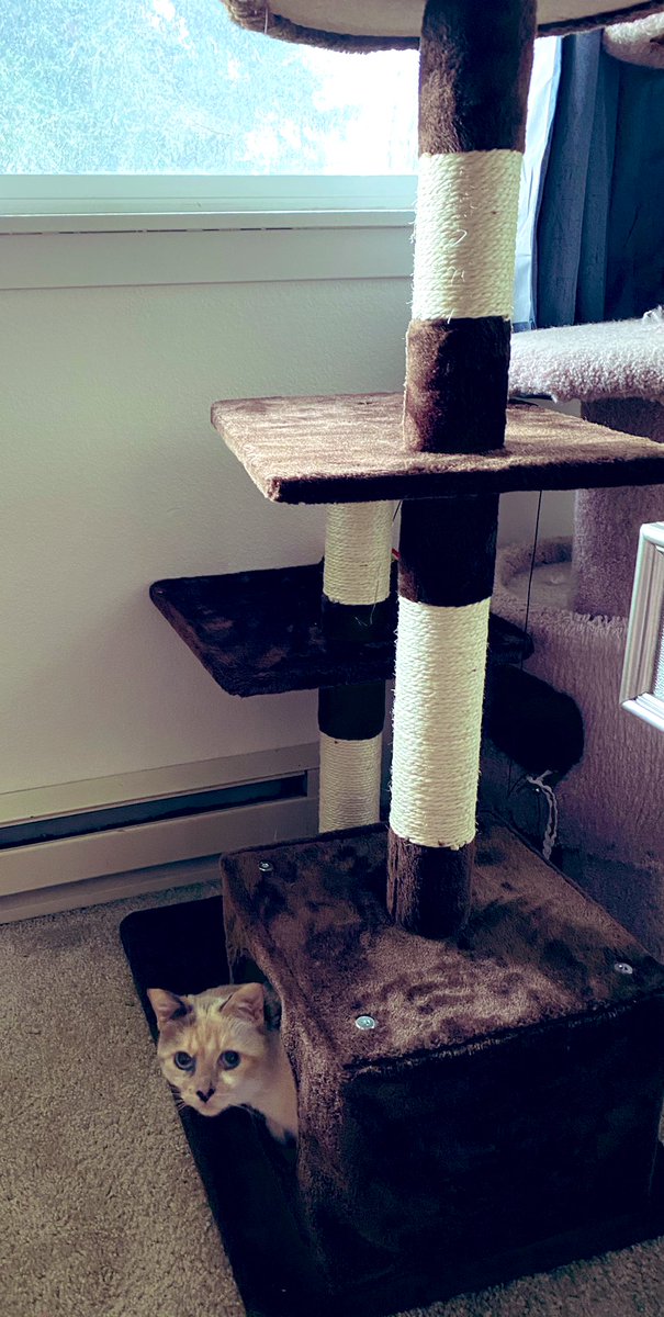 Happy Caturday!  Beauie got a new cat-tree bc apparently shopping on Amazon is filling the “concert-going” void.  

#carterbeaufordonthedrums #caturday #CatsOfTwitter #Beauie