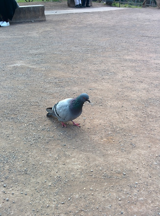 eine taube in rom 10.3.15