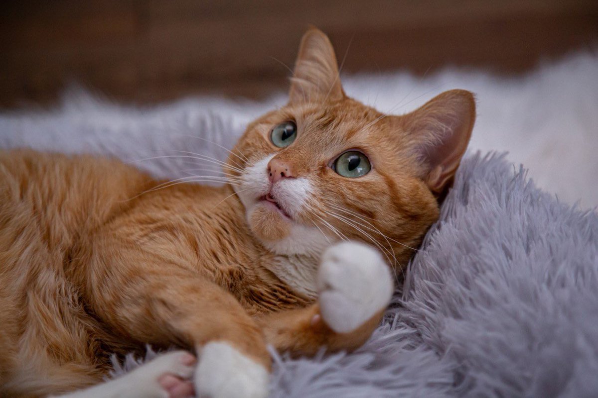 My cat, LucyFurr &amp; I want to wish  <a href="/thechrisbarron/">Chris Barron</a> a Happy Birthday today!  🤘🏻🤘🏻 #Caturday