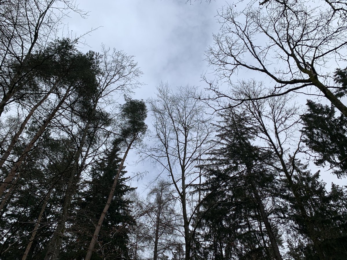Michèle Peron (@micheleperon3) on Twitter photo Recording red crossbills feeding on European larch in Pfettrach , lower Bavaria, with the goal of contributing to the crossbill project from <a href="/finchnetwork/">Finch Research Network</a> Recording red crossbills feeding on European larch in Pfettrach , lower Bavaria, with the goal of contributing to the crossbill project from <a href="/finchnetwork/">Finch Research Network</a>