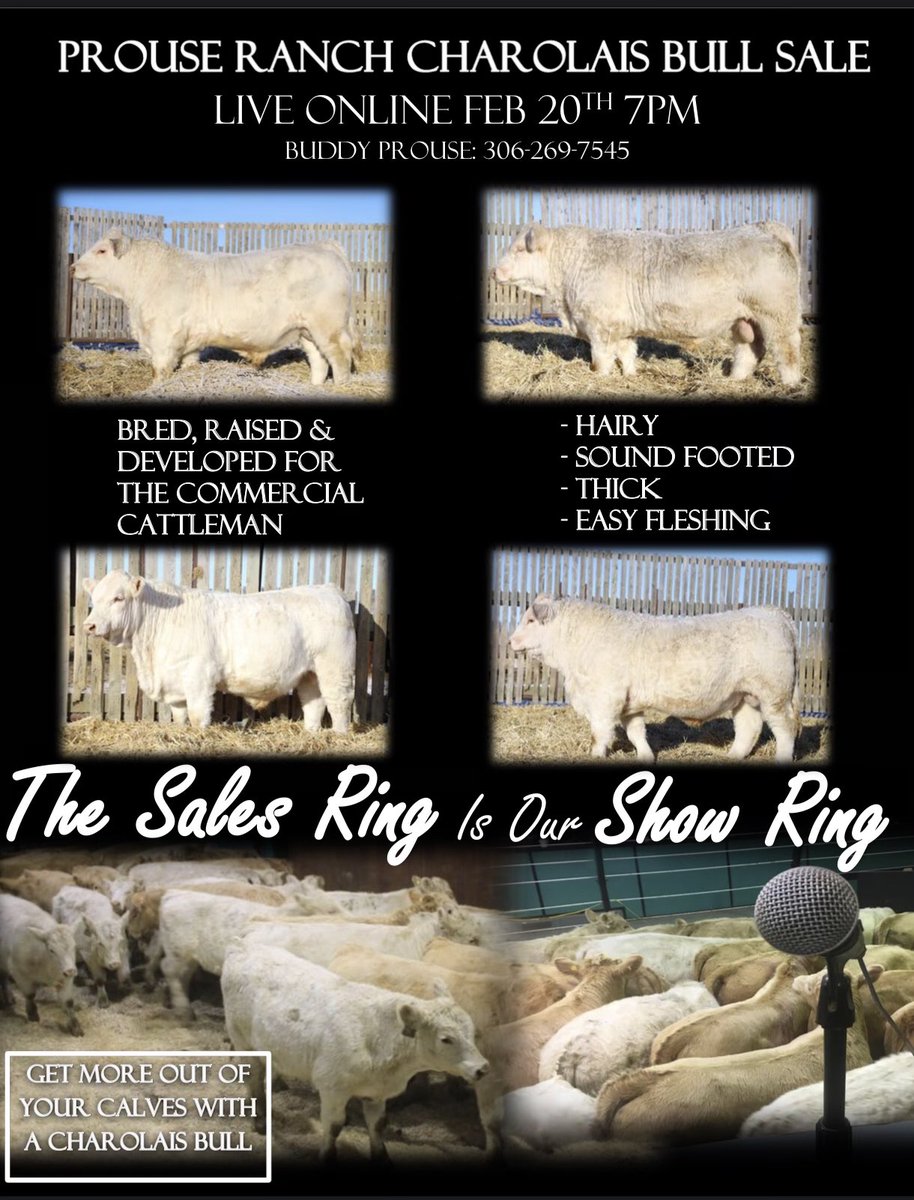 The cattlemen type #prouseranch #charolais