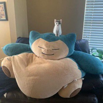 ShouldHaveCat's tweet photo. https://t.co/uWz1dVo0Ks
