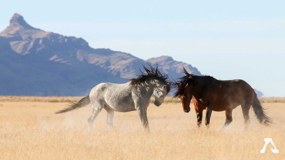 FreeWildHorses's tweet photo. Wild horses belong on our public lands and we think it's about time they finally receive the protection Congress gave them 50 years ago! Let us know below if you agree 🐴 https://t.co/4eoEFyzTBX