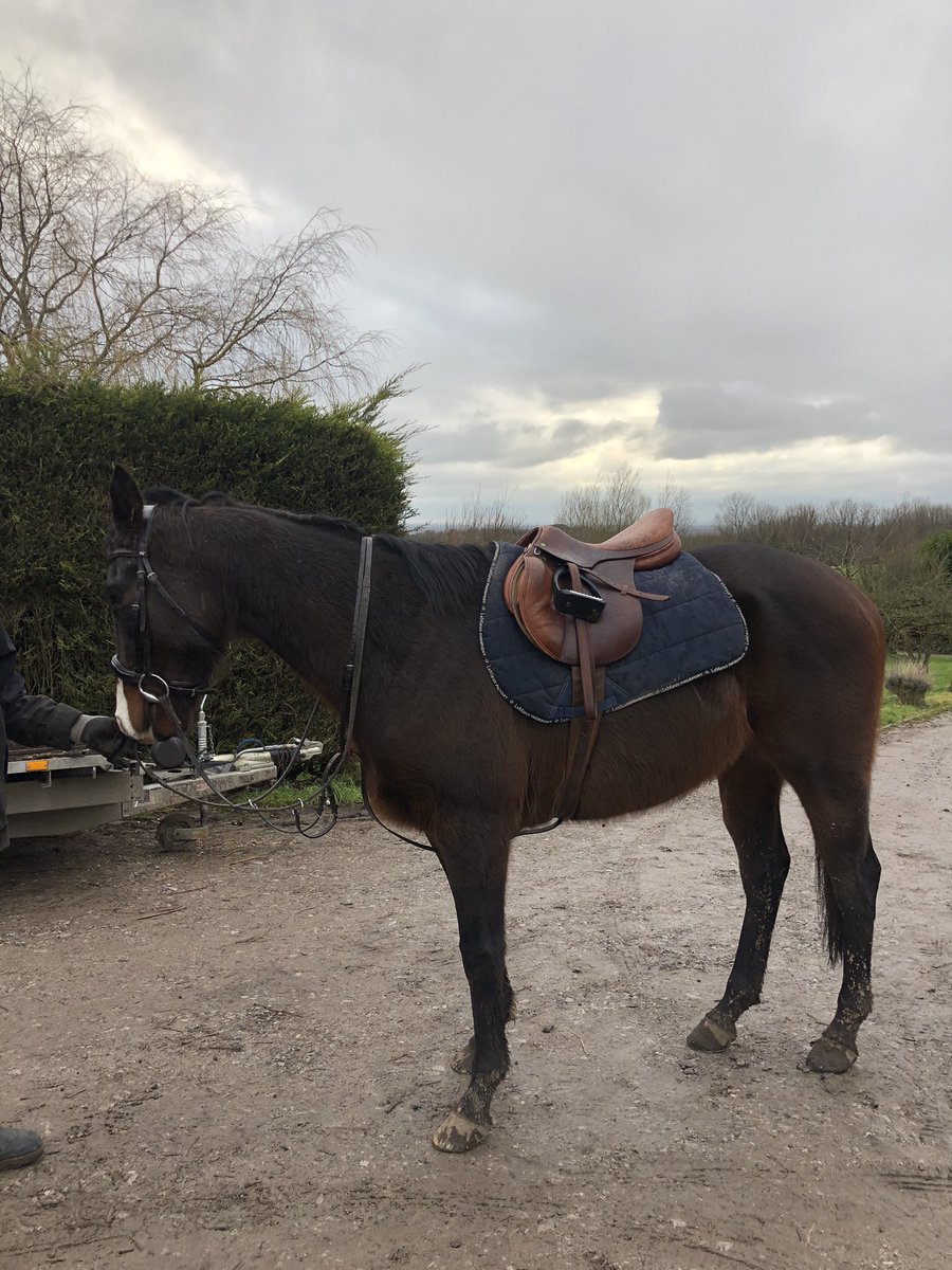 Ettyhol's tweet photo. Hopefully he’ll grow into his tack.. https://t.co/2wTkUkPHFu