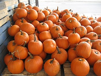 These are pumpkins, derived from the Greek word for melon "pepon" through the Middde French "pompon" to the early modern english word "pompion".In Australian English, "pumpkin" refers to *any* winter squash.