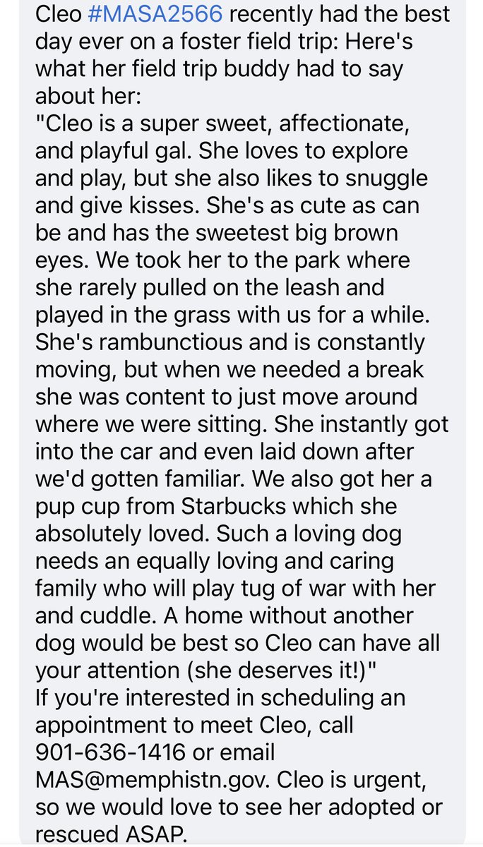 reddogsusie's tweet photo. #TN #MEMPHIS
🆘🆘STILL THERE Cleo 2yo hw+ a beautiful girl inside &amp; out who did wonderfully well on her #FosterFieldTrip - read below! Longing to be loved &amp; desperate for a lovely new home! Pls #ADOPT #PLEDGE #RESCUE #FOSTER #MASA2566 HELP https://t.co/a4Ezo3x4tX