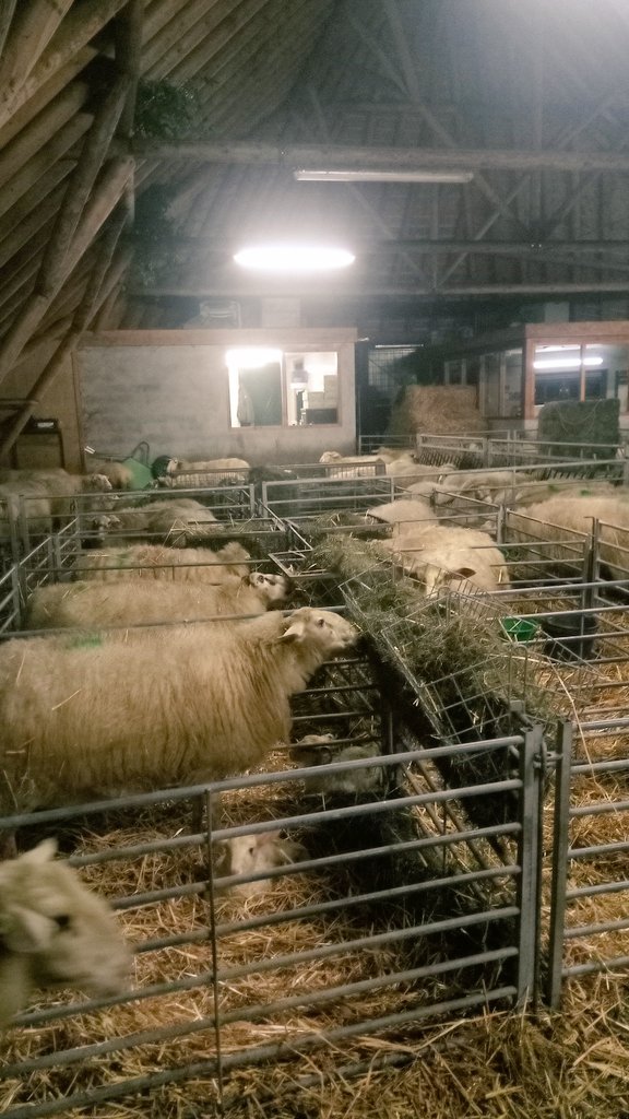 De lammerhokjes zijn weer vol. Goed bezig dames !