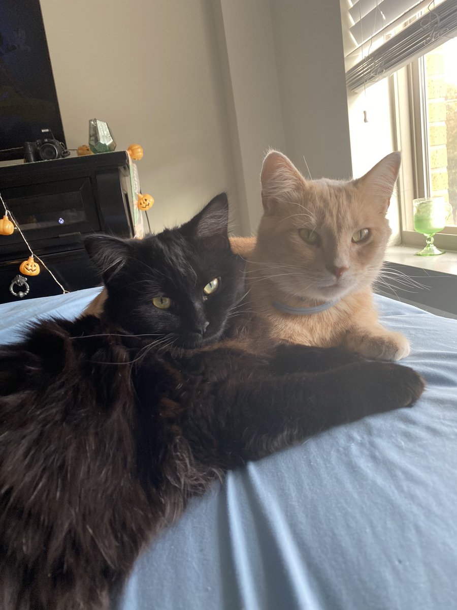 Lewis Campbell tweet media