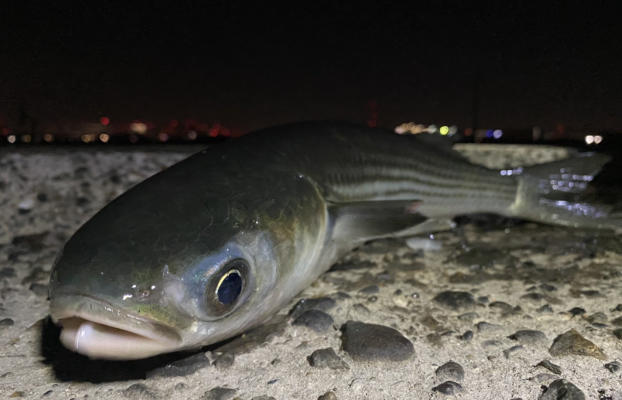 まこきち シーバス ボラ 鰡 鯔 学名mugil Cephalus は ボラ目 ボラ 科に分類される魚の一種 ほぼ全世界の熱帯 温帯に広く分布する大型魚で 海辺では身近な魚の一つである 跳びあがる理由は水中の酸素欠乏やジャンプの衝撃で 寄生虫を落とすため