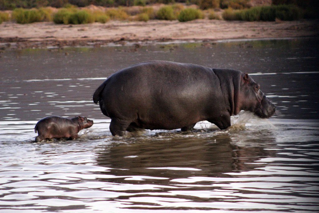 XposeTrophyHunt's tweet photo. A baby hippo taking its first steps could be the cutest thing you see all day!

A newborn hippo learning to walk... adorable 🥰!

For the video click/tap 👇🏼
https://t.co/gg0863HDzI https://t.co/EGk6WTSTyY