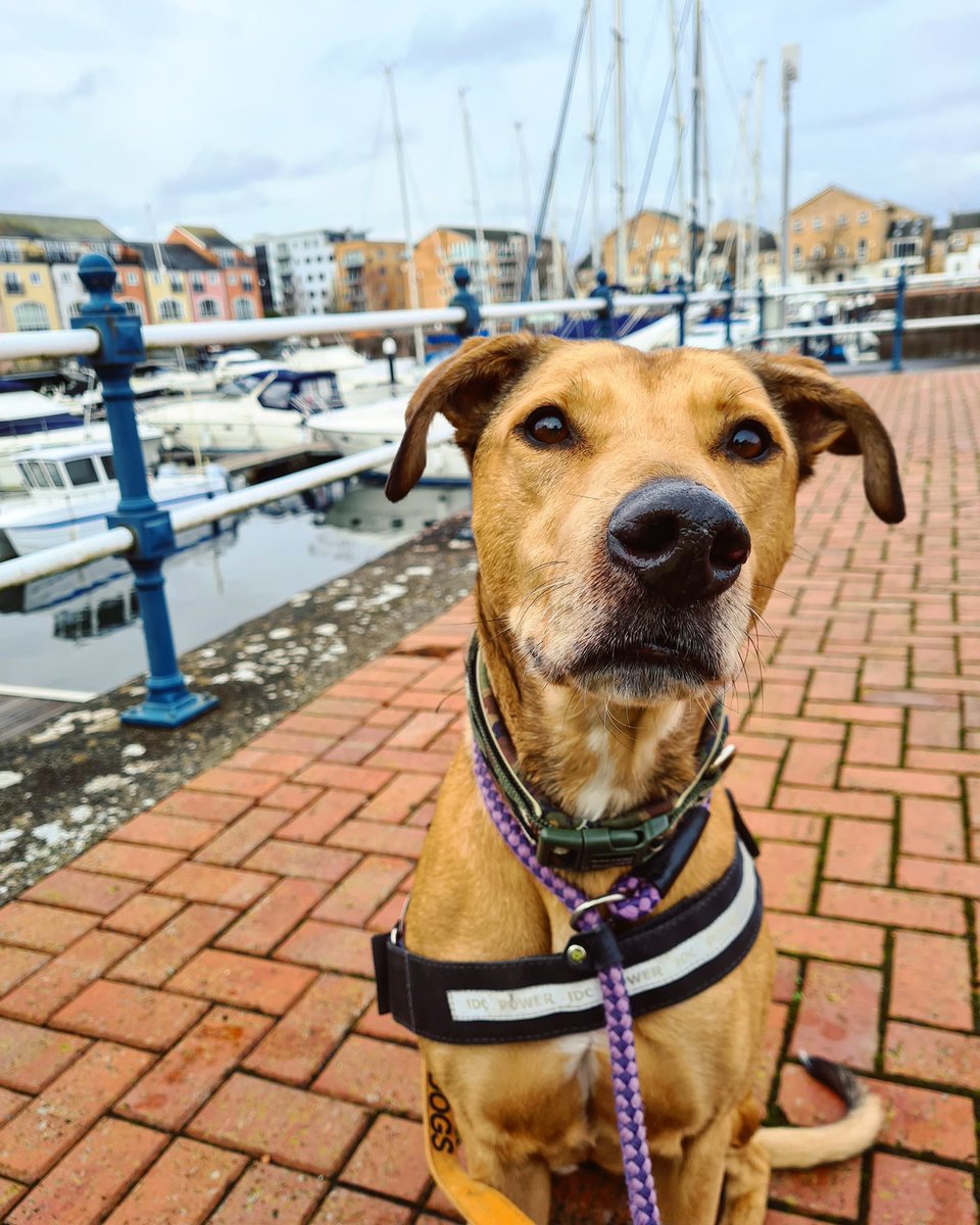 Cardiff Dogs Home, The Rescue Hotel tweet media