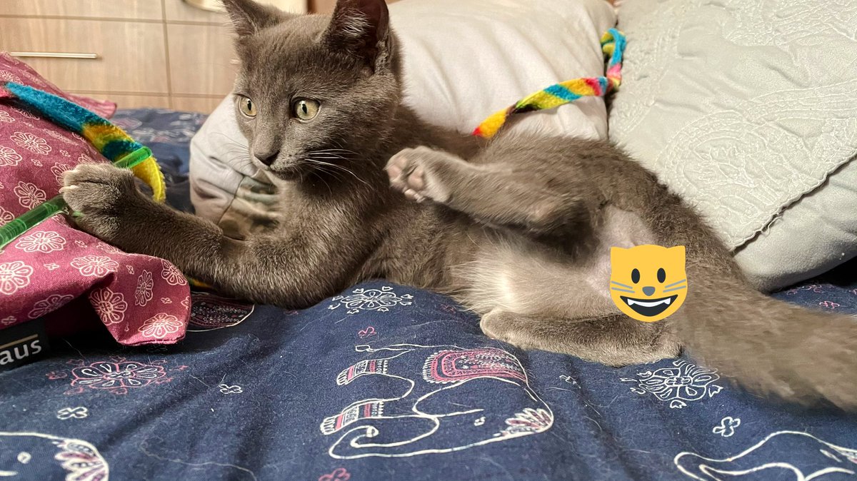 _OlivertheCat's tweet photo. Amá zento fio emi ponpi y mi jalta pelito y zento ki mi jalta aljo. Kimicieron?? 🐱🐾😿 #PawTeam #Caturday #CatsOfTwitter #KarenTenemosQueHablar #MeDaFrio #MisPompis #MiPatitaTmbEstaRapada #QueMeHicieron #LosVoyADemandar https://t.co/xlAGjUMBPB