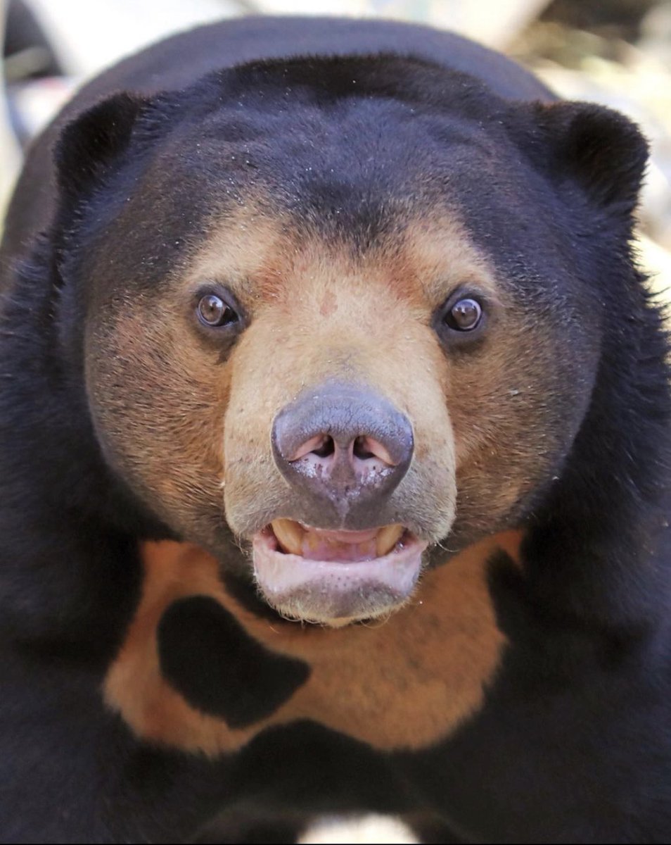 SumatranSunBear's tweet photo. Happy sun bear Sunday!
.
🖤🧡☀️🐻
.
📸: @adesso_ojisan 
#sunbear #savesunbears #sunbearsunday #sundayfunday https://t.co/YaAaZ9txhT