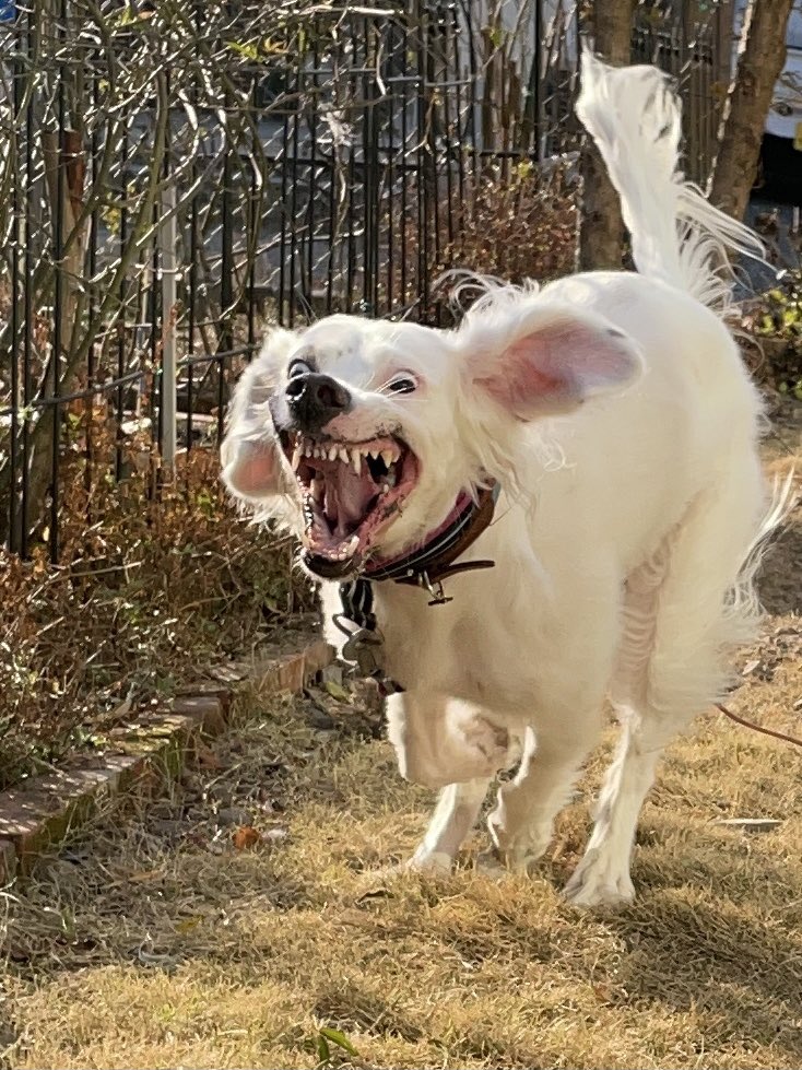 うちの犬バイオハザード出てた 獲物を見つけると 豹変する犬さんに爆笑する人続出 まいどなニュース