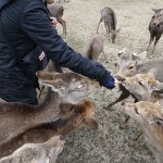 デマにより奈良のシカに餌を与える人が増えて、県が対策をすることに・・・