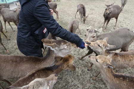 デマにより奈良のシカに餌を与える人が増えて、県が対策をすることに・・・