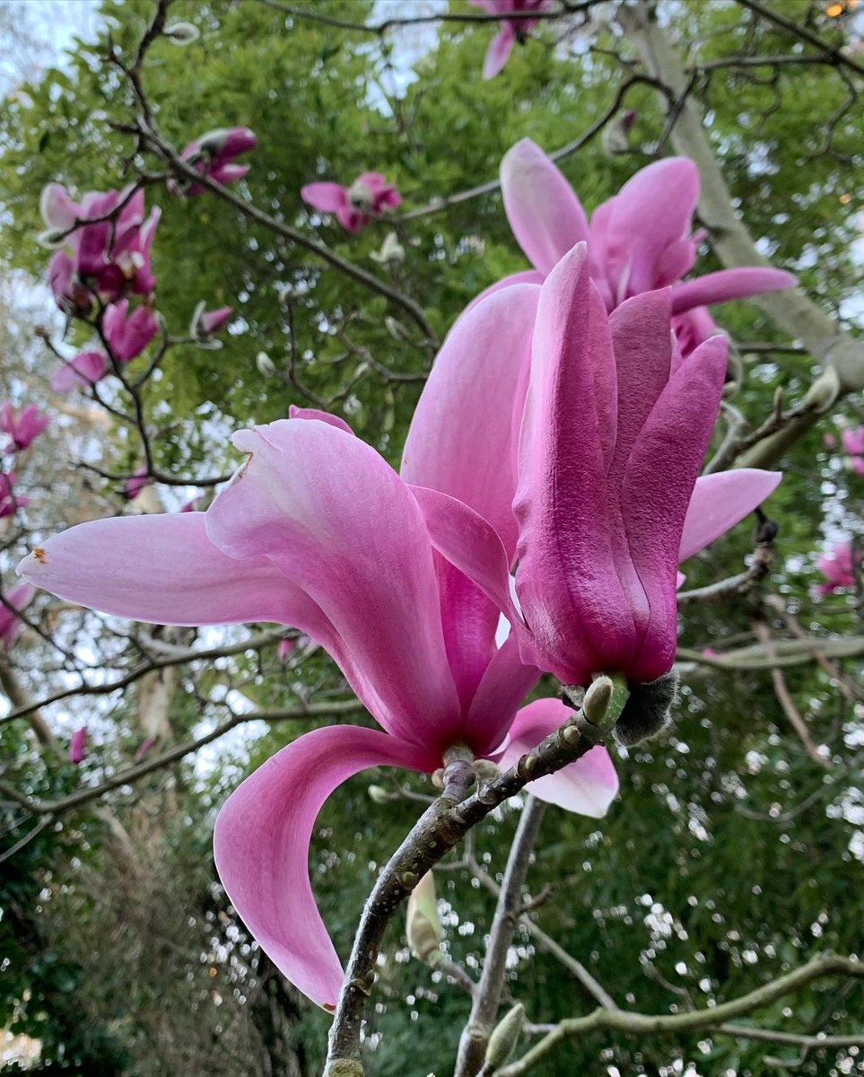 SFBGS's tweet photo. Sun is shining, magnolias are blooming
☀️🌸☀️
Get out in the Garden, experience this gorgeous annual spectacle, and relax and refresh y’all. 
☀️🌸☀️ https://t.co/6QJyuEJT8y