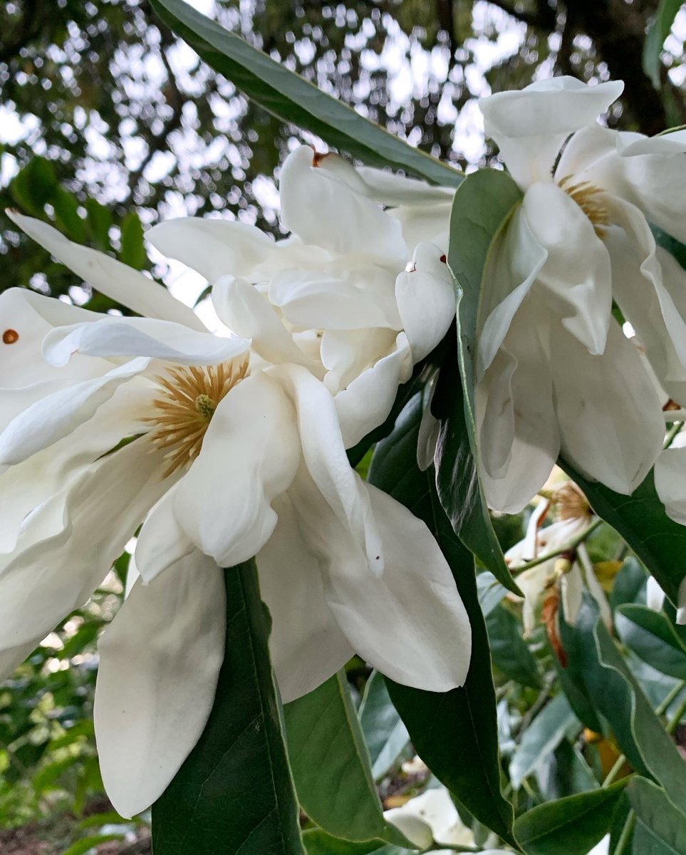 SFBGS's tweet photo. Sun is shining, magnolias are blooming
☀️🌸☀️
Get out in the Garden, experience this gorgeous annual spectacle, and relax and refresh y’all. 
☀️🌸☀️ https://t.co/6QJyuEJT8y