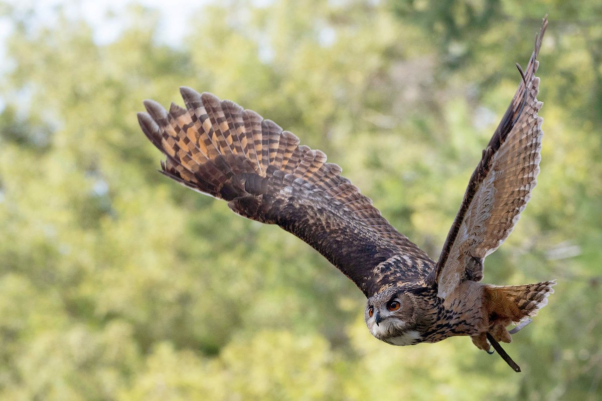 This owl is indeed superb. #SuperbOwl 
📷: Lisa Diaz