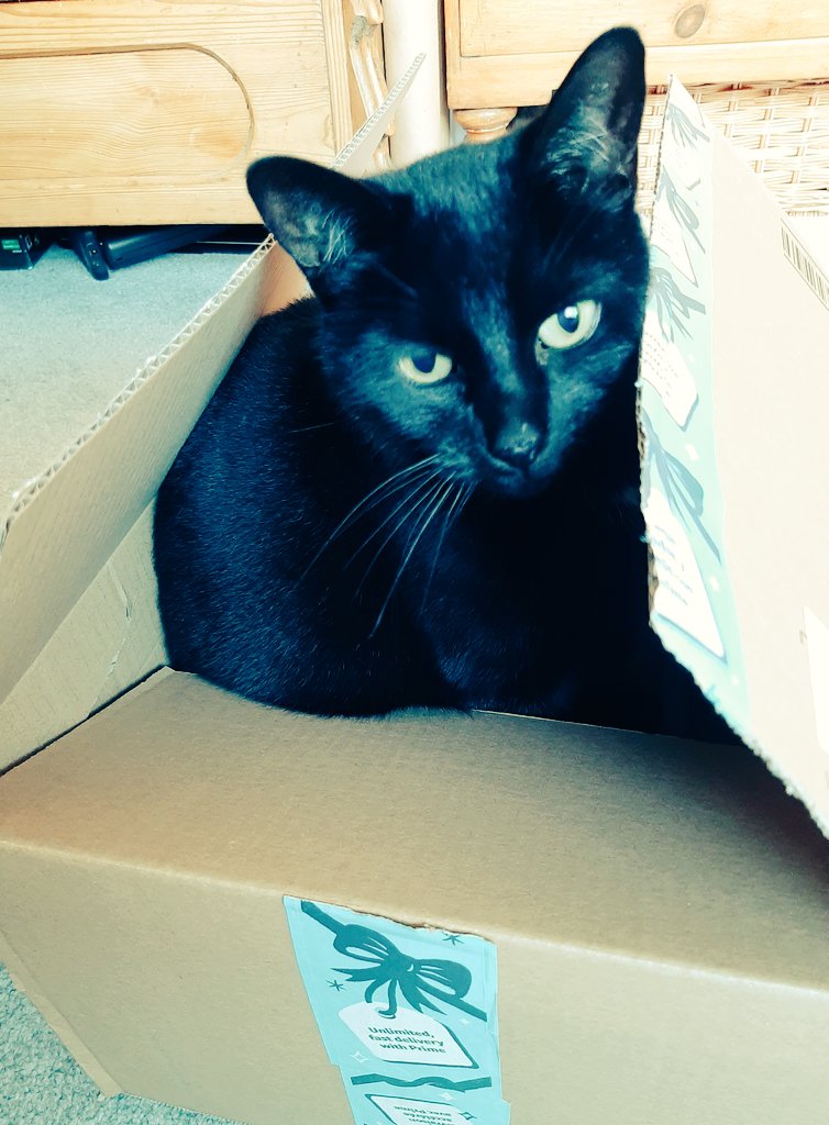 SophieJSmith3's tweet photo. Today my coworker tried to package herself up in order to be sent to a new workspace ...... #offended #mycatlikestohideinboxes https://t.co/r12kDMBJ5P