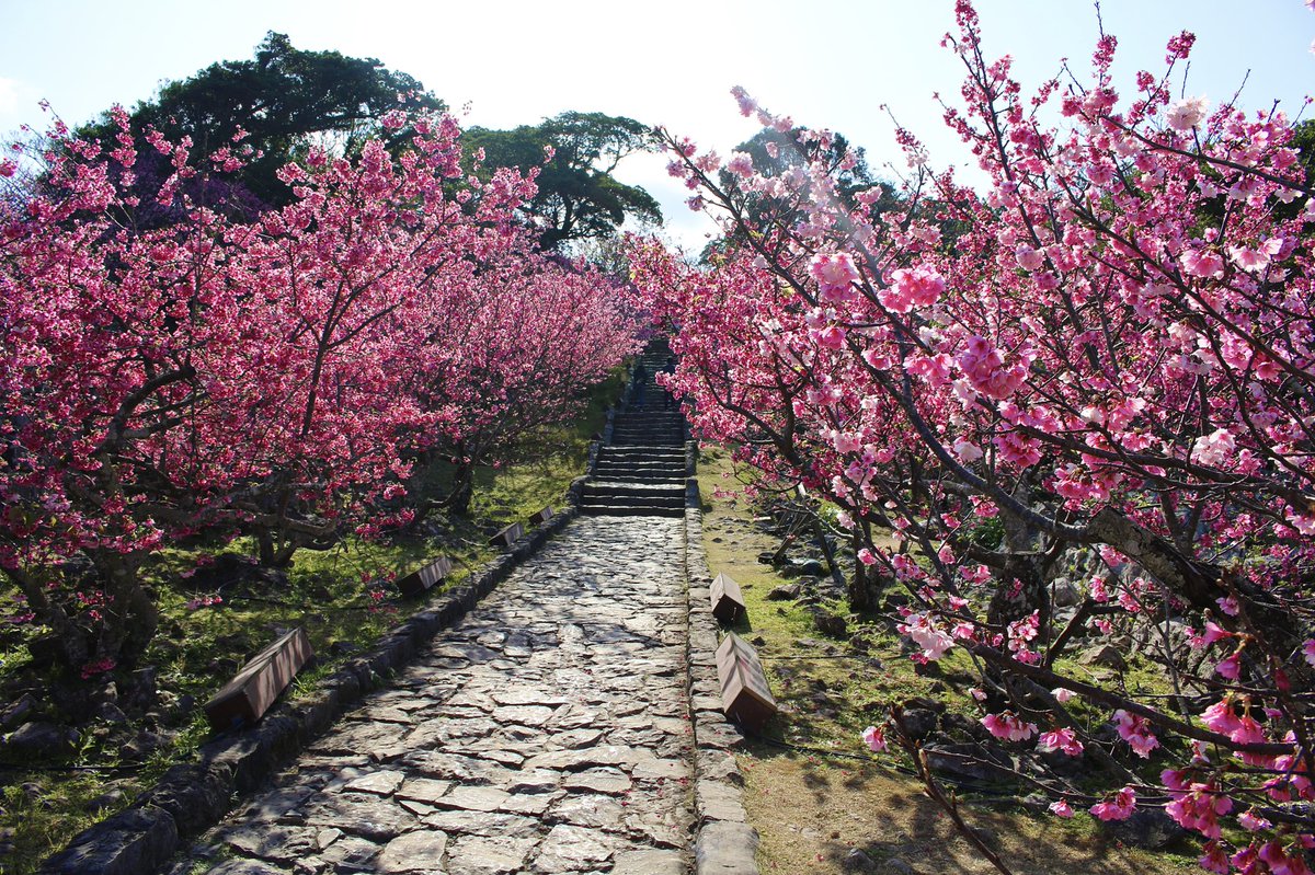 ABC7Niku's tweet photo. It’s cherry blossom season in Japan and I couldn’t help but share some beautiful pics hubz took yesterday 😍 He drove nearly 2 hours north just to surprise me on FaceTime 🥰🌸🌸🌸🌸🌸🌸🌸🌸 https://t.co/n9FIh7TZQo