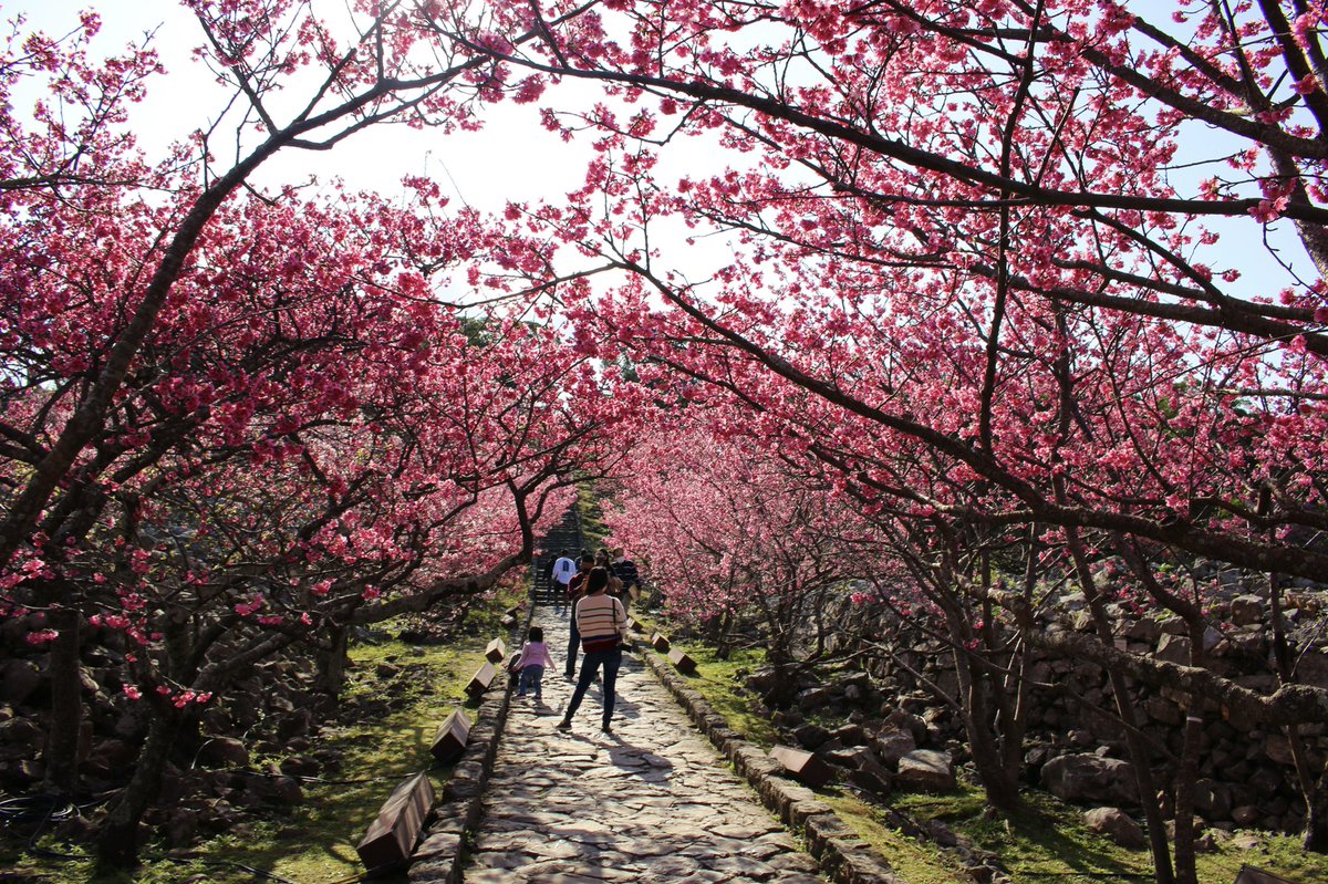 ABC7Niku's tweet photo. It’s cherry blossom season in Japan and I couldn’t help but share some beautiful pics hubz took yesterday 😍 He drove nearly 2 hours north just to surprise me on FaceTime 🥰🌸🌸🌸🌸🌸🌸🌸🌸 https://t.co/n9FIh7TZQo