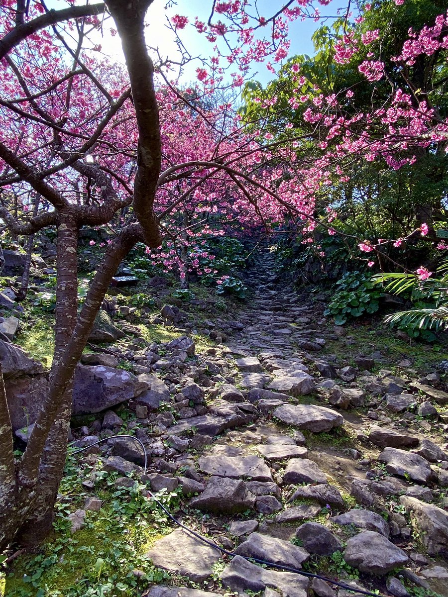 ABC7Niku's tweet photo. It’s cherry blossom season in Japan and I couldn’t help but share some beautiful pics hubz took yesterday 😍 He drove nearly 2 hours north just to surprise me on FaceTime 🥰🌸🌸🌸🌸🌸🌸🌸🌸 https://t.co/n9FIh7TZQo