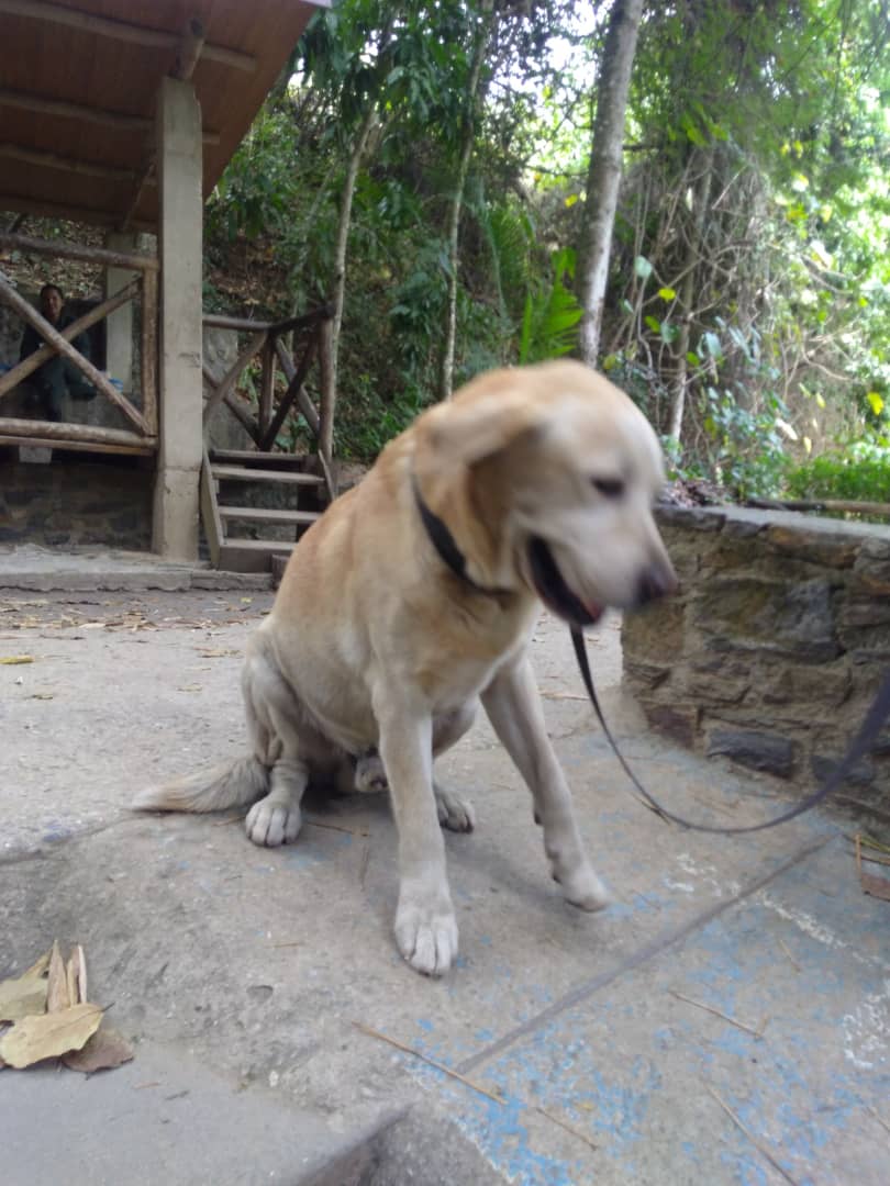 PerroUsuario's tweet photo. #EXTRAVIADO RT @rodaris21: Este perrito llegó solo al puesto de guadaparques de Saban nieves, el de abajo cerca de la cita mil. Ayudemos a conseguir a su familia.
@policiachacao https://t.co/oxz0Eycnj6