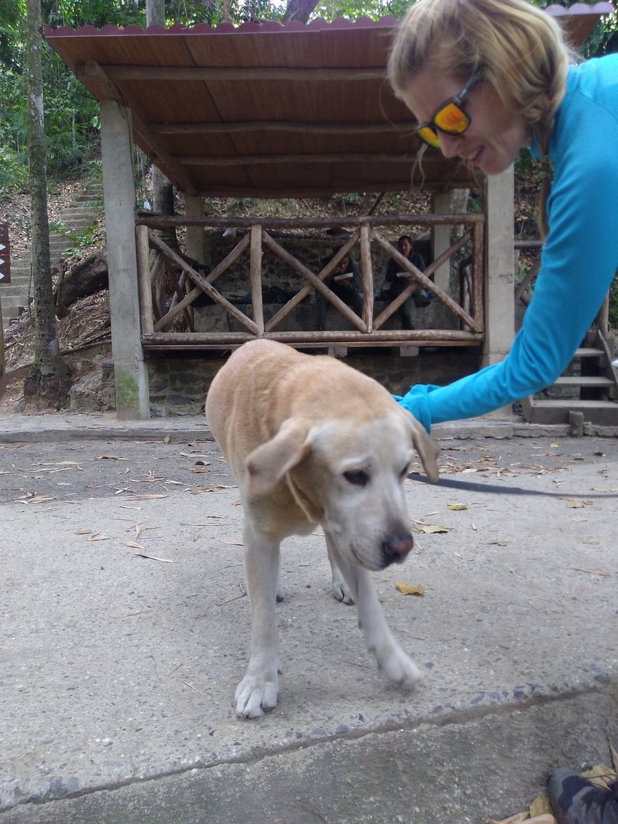 PerroUsuario's tweet photo. #EXTRAVIADO RT @rodaris21: Este perrito llegó solo al puesto de guadaparques de Saban nieves, el de abajo cerca de la cita mil. Ayudemos a conseguir a su familia.
@policiachacao https://t.co/oxz0Eycnj6